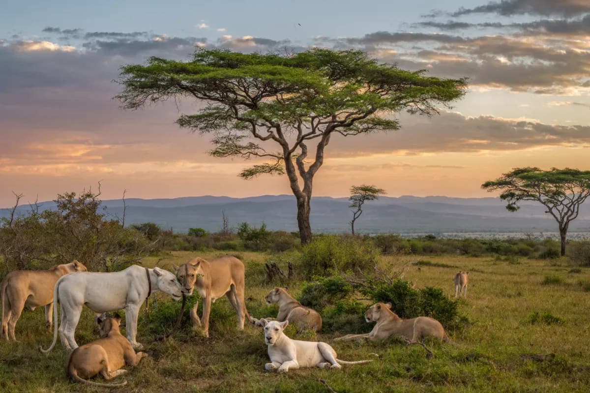 Safari