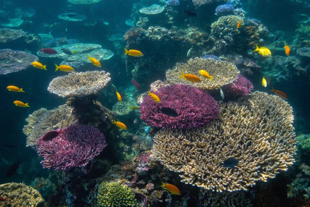 Maldives
