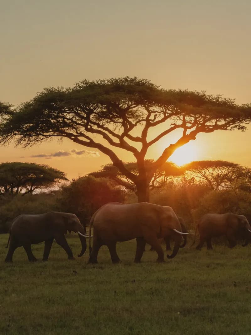 Safari